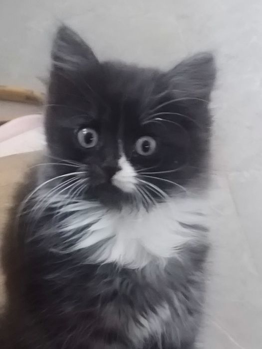 Отдам котенка в добрые руки.