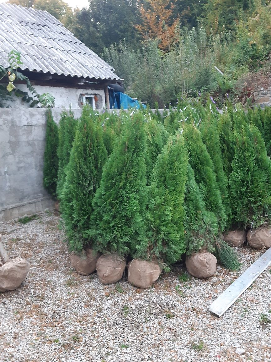 Gazon rulou tuia leylandii mesteacăn piatra naturală grătare de curte