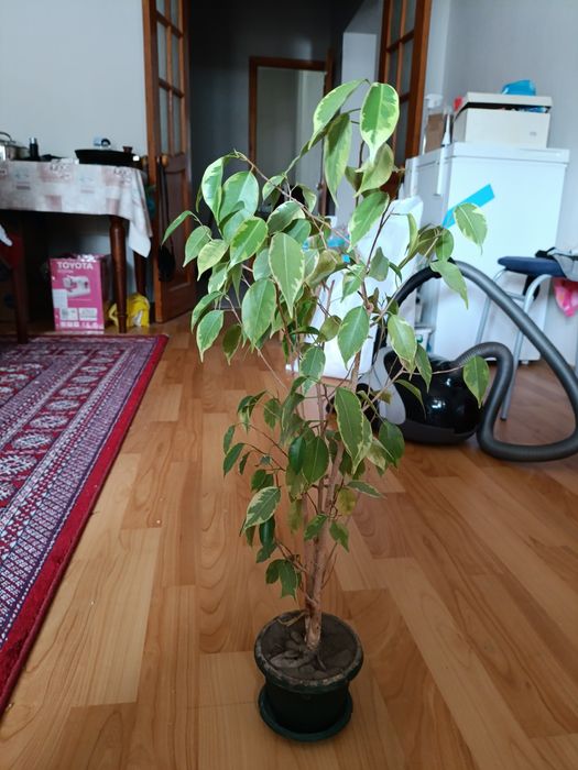 Фикус Бенджамина