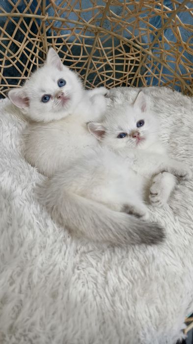 Продаётся чистокровные котята колорные