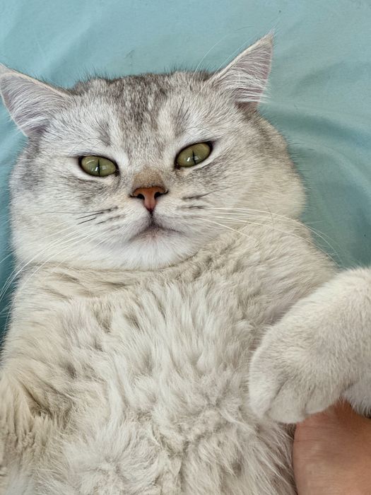 Baron qiz mushuklarni uchrashuvga taklif etadi  vyazka