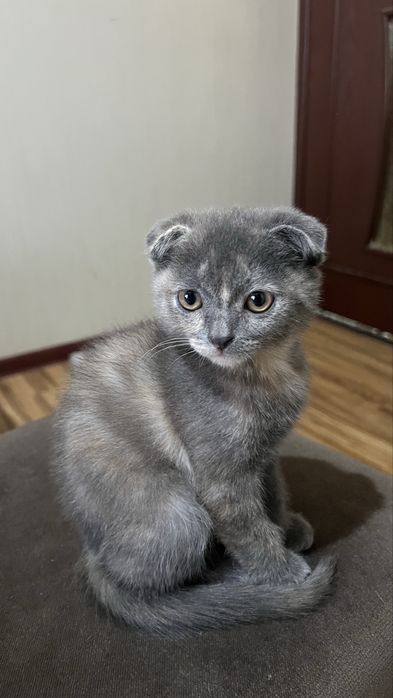 Котята : Шотландский фолд ( вислоухая)