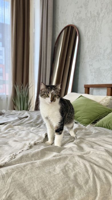 Кошечка Дуся. Стерилизована