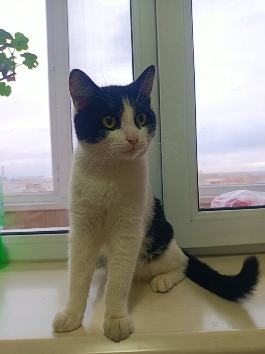 Отдам в добрые руки кота