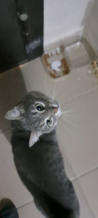 Котик в добрые руки