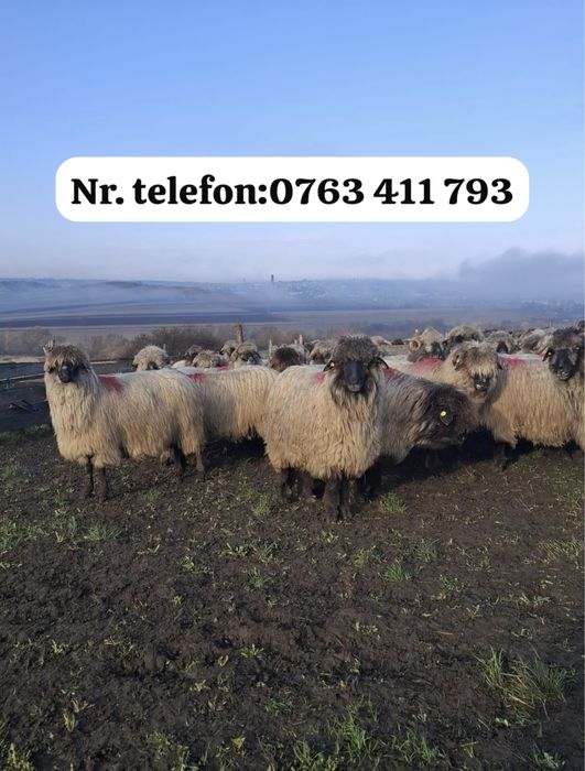 55 de oi si 2 berbeci