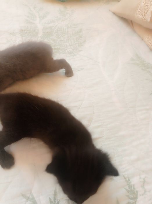 Продам катят очень красивых