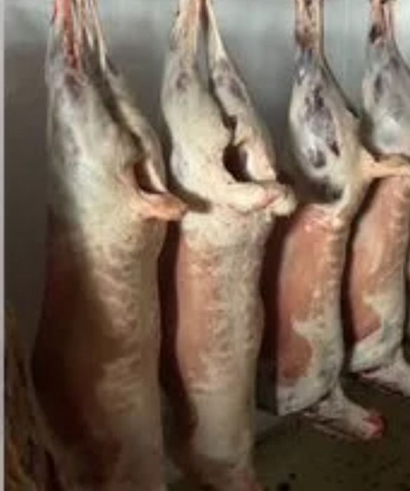 Баранина туши продаём