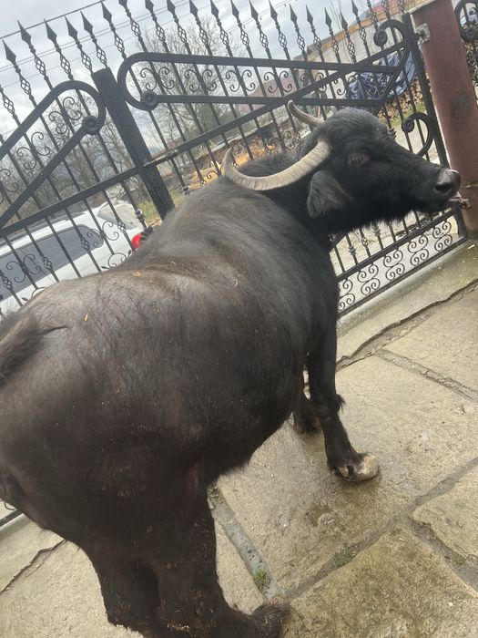 Bivolița de vânzare