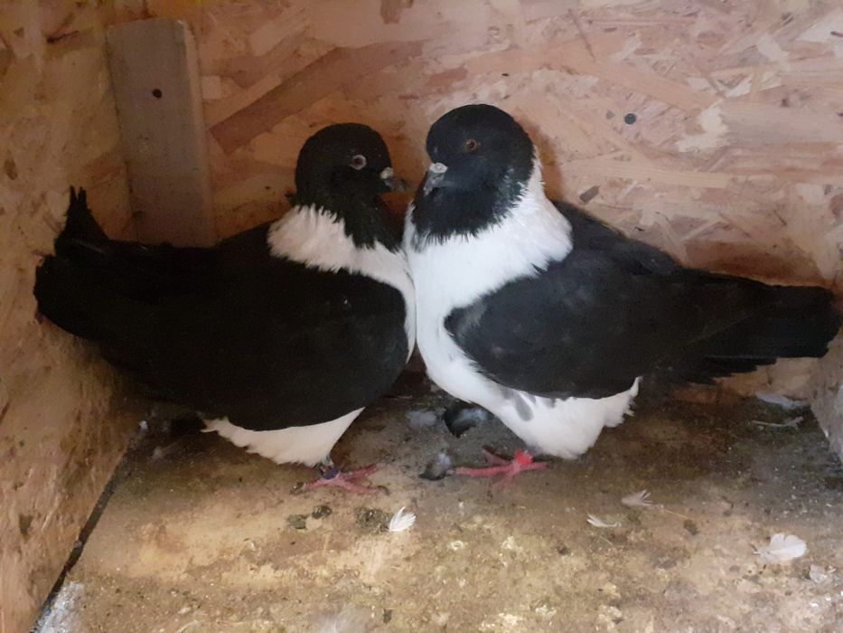 Vand porumbei, de rasa