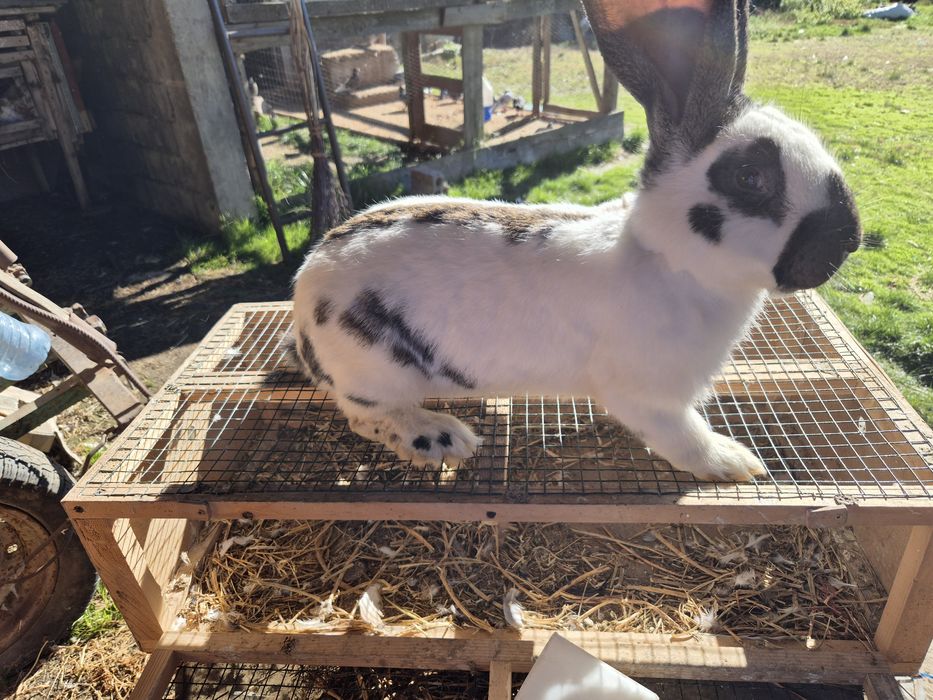 Vând mascul fluture german