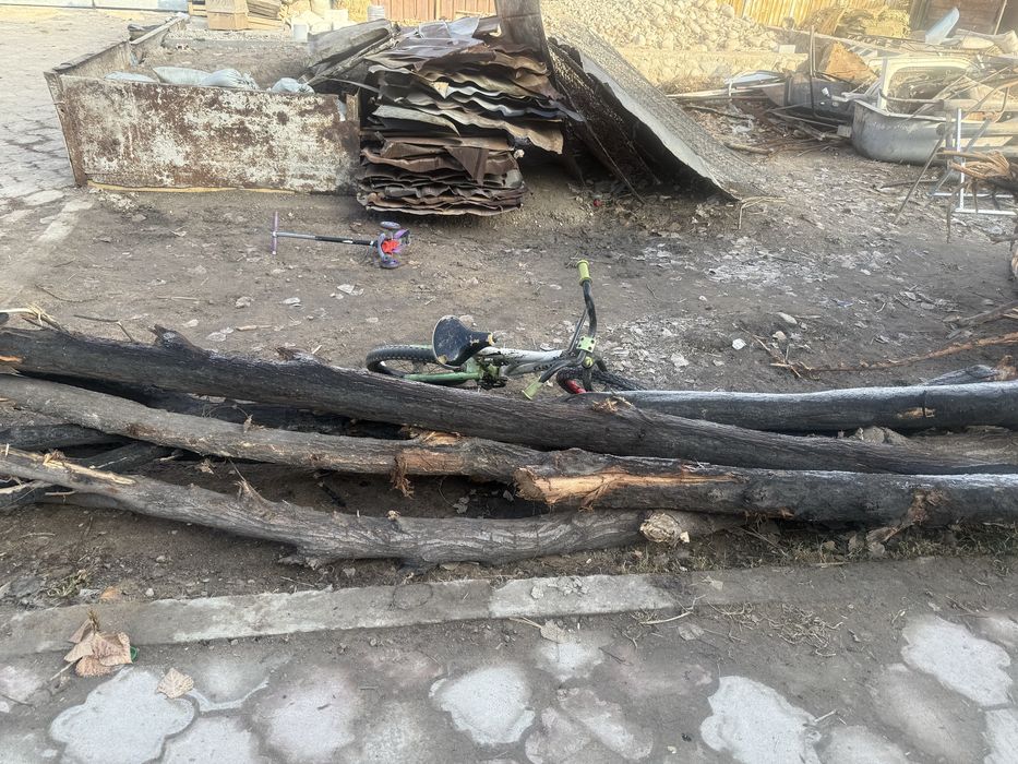 Деревья бесплотна