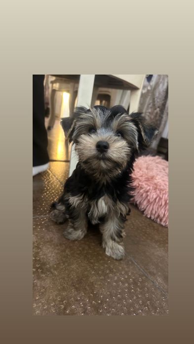 Продажа щенка Йоркширского терьера