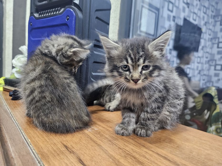 Mushuk bolachlari xadiyaga beriladi. 1 yarim oylik qiz bolasiyam og'il