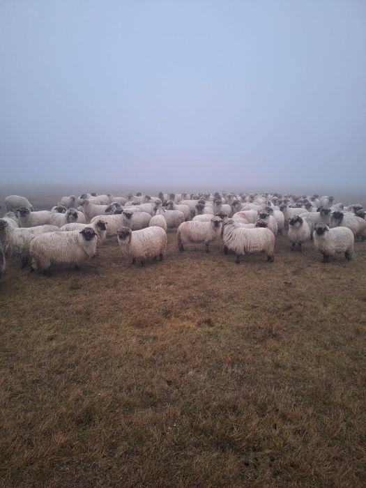 Vând oi bucălăi 100 buc.