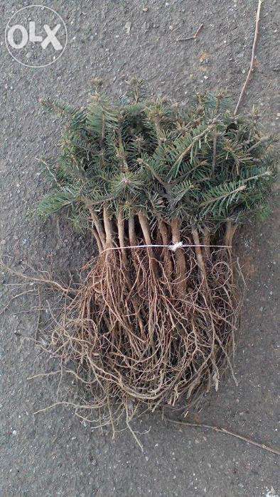 Rasaduri solide de conifere-transport gratuit !!!