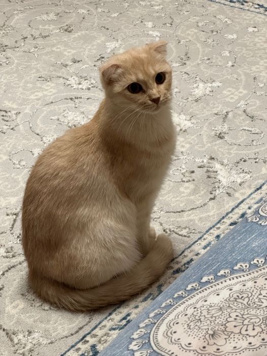 Кошка висаухи породистая