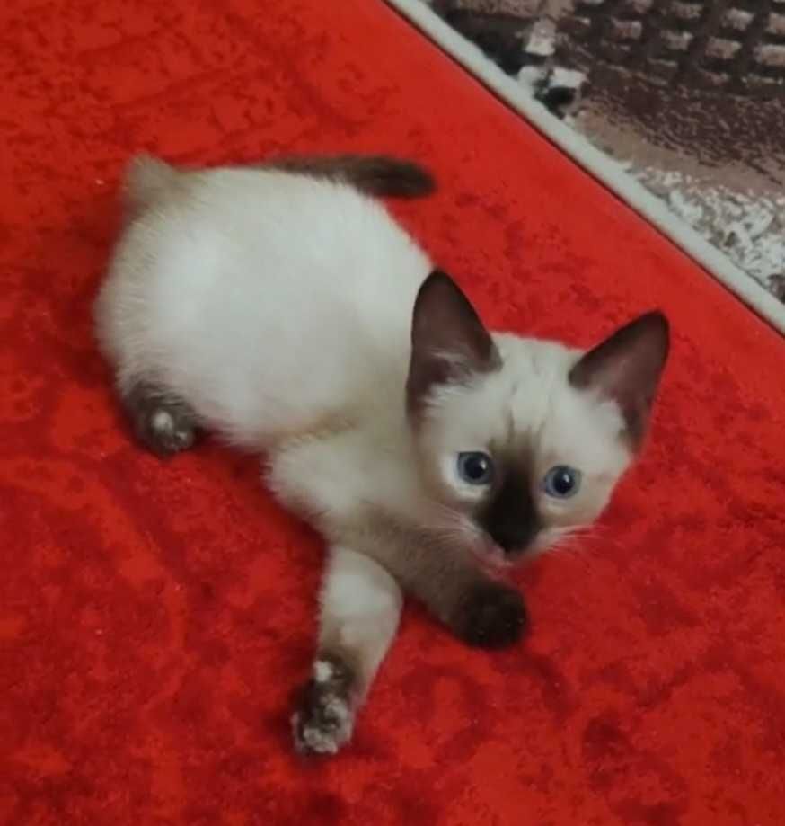 Сиамский котенок