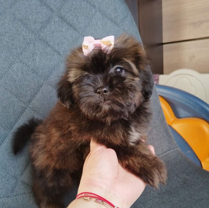 Shih-poo dogs/mini poodle