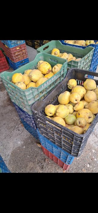 Gutui pt tuica ,palinca