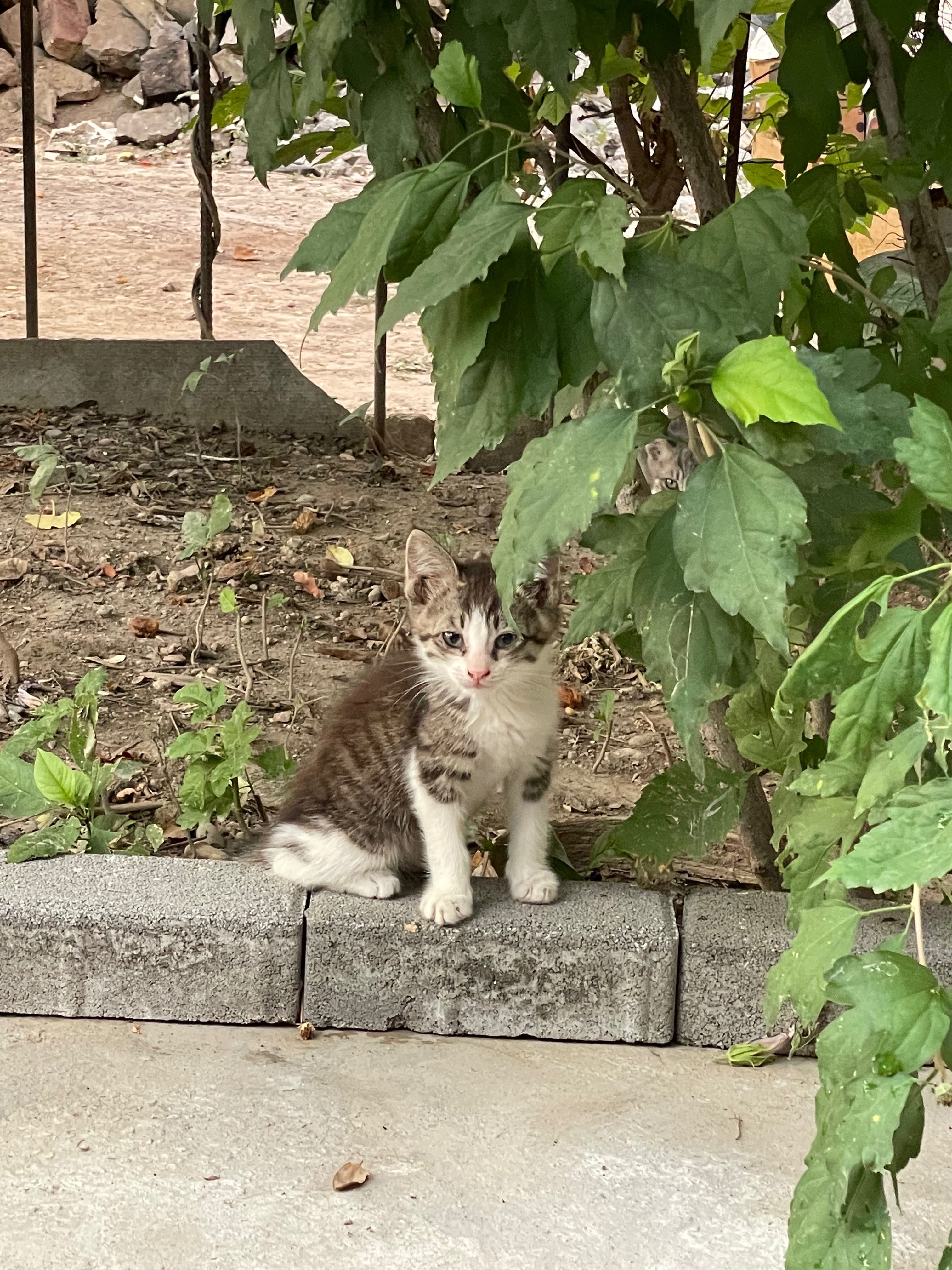 Котята. Отдам в хорошие руки