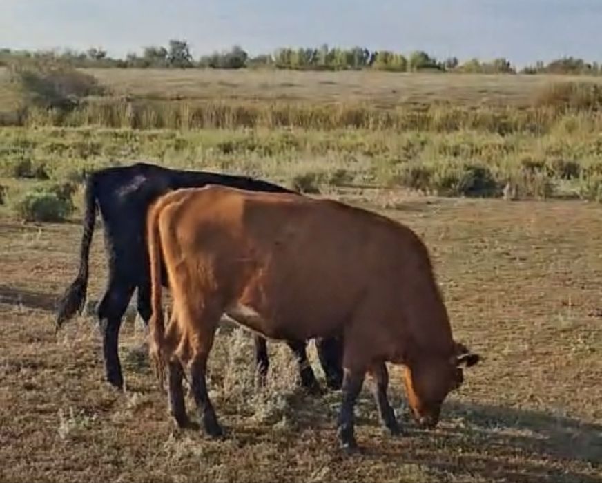 Кашарлар, сатылады