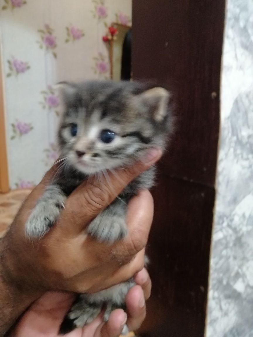 Отдам котят в добрые руки