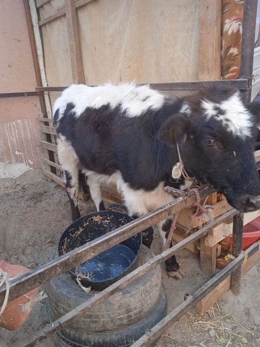 Соглом хурон гуножин сотилади