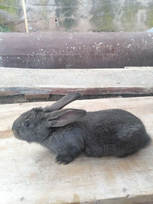 Продавам зайци!20-25лв.