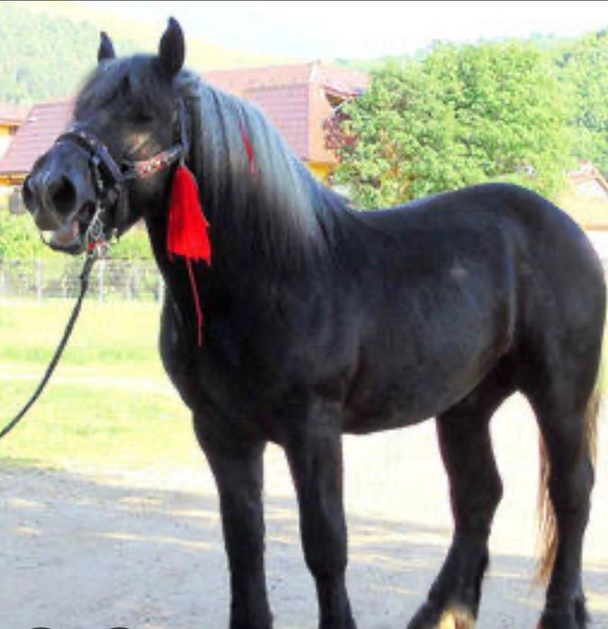 Vând mânza  grea