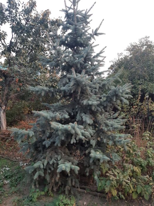 Продам голубую ель