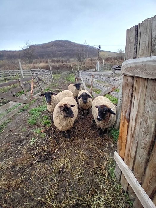 Vand oi suffolk gestante