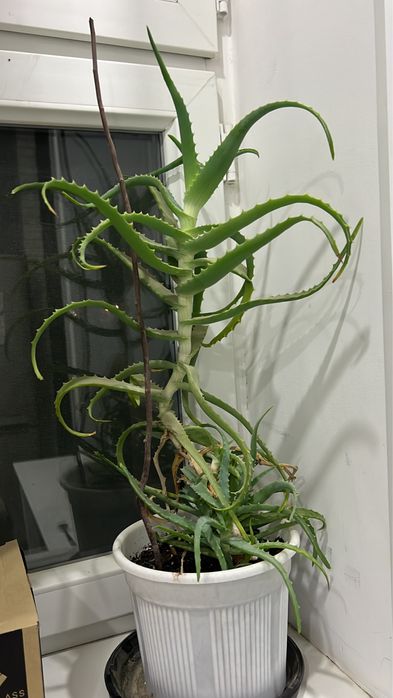 Алое. метровый длинный. Цветы. Домашняя растения