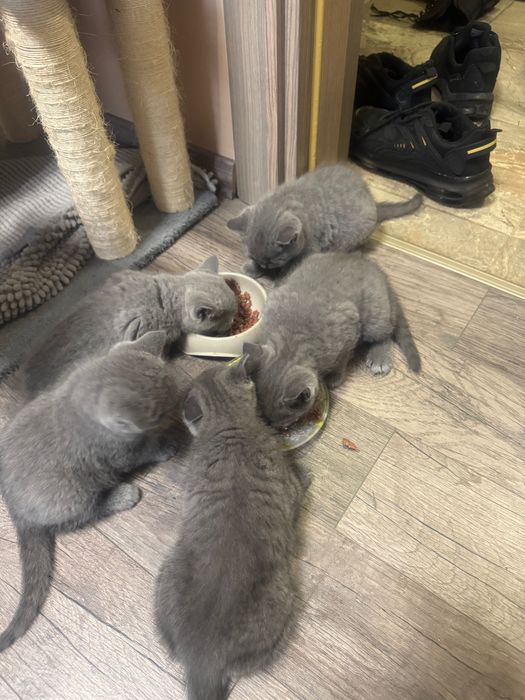 Британски котенца