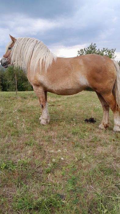 De vânzare iapă blondă
