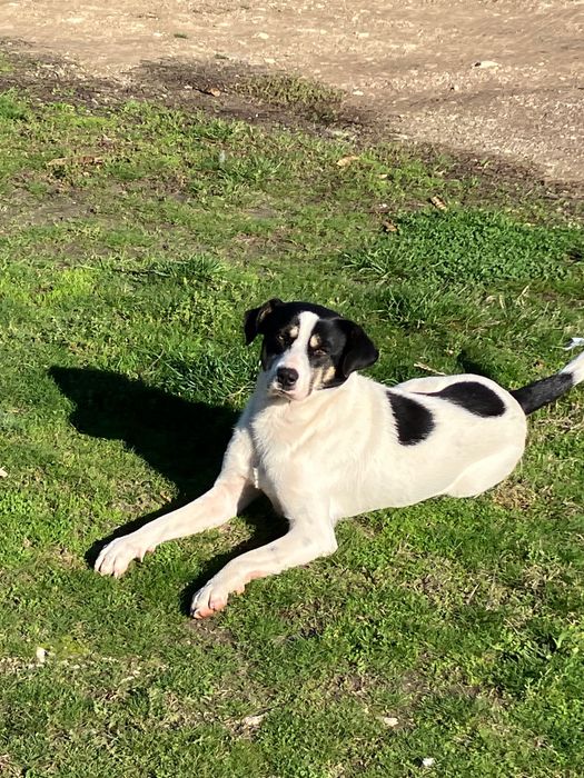 Мъжко куче на 8 месеца