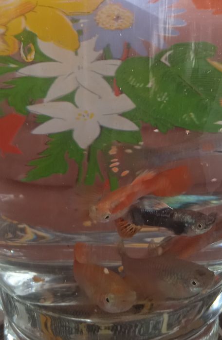 Гуппи разных вариаций
