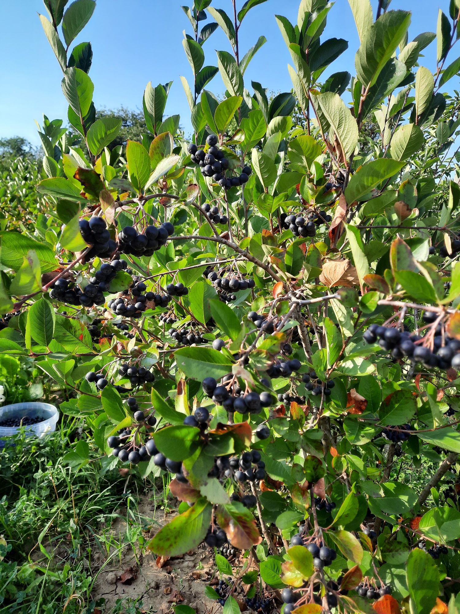 Dulceata de aronia