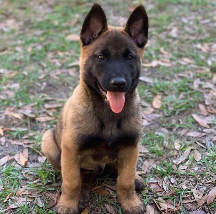 Ciobanesc Belgian Malinois – Mascul / Femela, 8 saptamani, vaccin