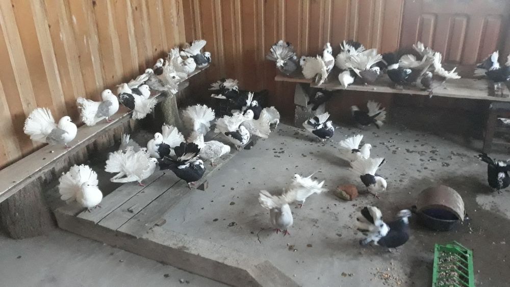 Porumbei indieni,infoieti si voiajori albi