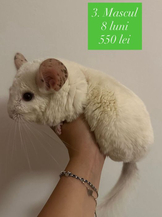 Chinchila/Cincila/Șinșila/Chinchilla