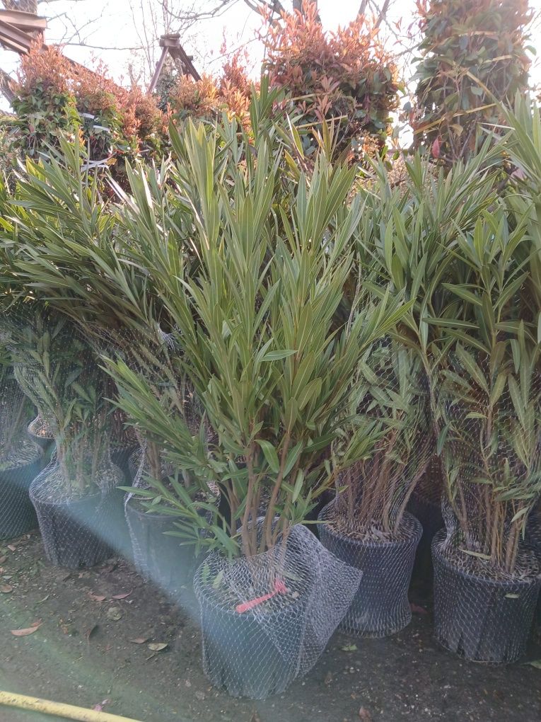 Plante ornamentale