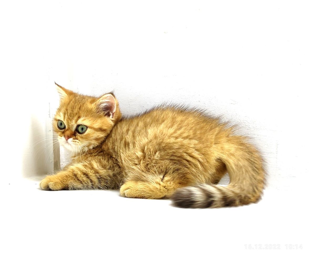 Британские котята