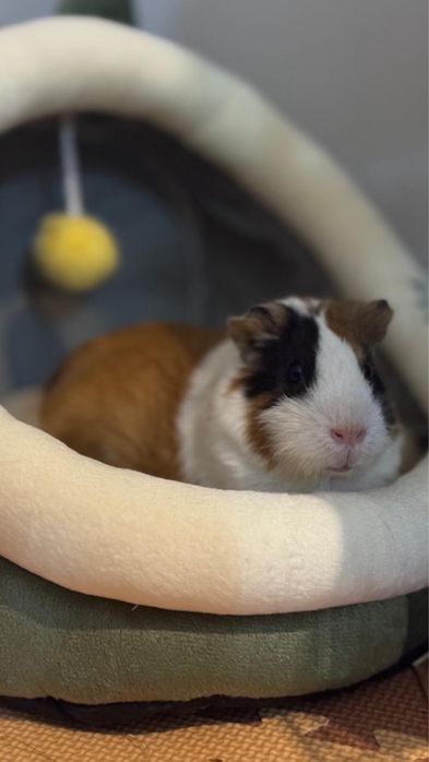 Отдам морскую свинку в добрые руки.
