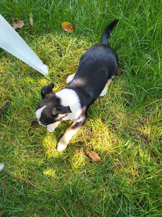 Подарява се малко кученце