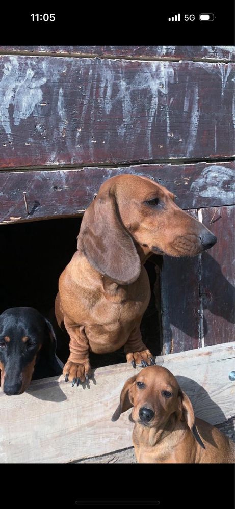 Mascul Teckel cu pedigree import Ungaria