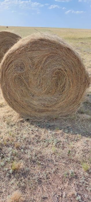 Продам сено свежее