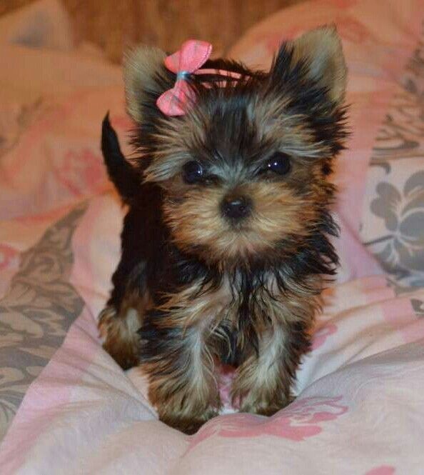 Yorkshire terrier talie mica