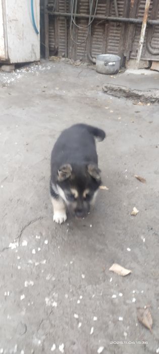 Продается Щенок девочка