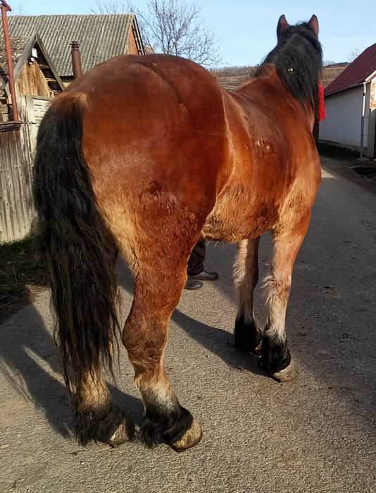 Cal de 3 ani Boghis Sālaj